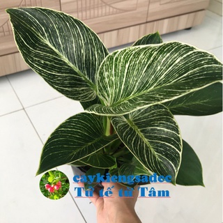 caykiengsadec - Cây Trầu bà kim cương + Tặng Phân Bón-trang trí nội thất cảnh quan sân vườn-hoa kiểng lá