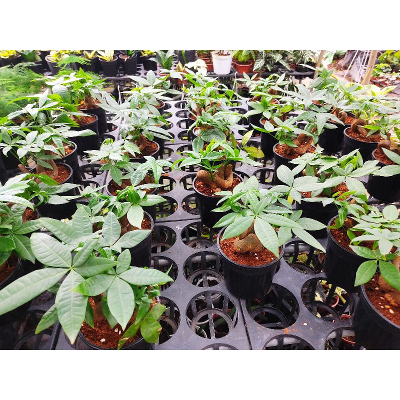 Chậu cứng Pachira Money Tree