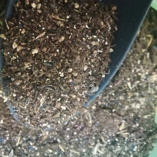 Đất gieo hạt & Đất trồng Lithops