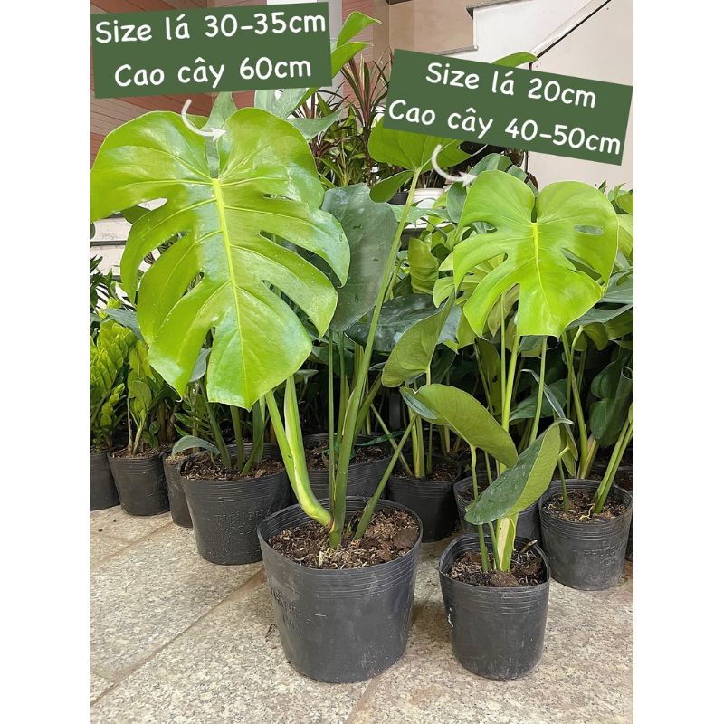 CÂY TRẦU BÀ LÁ XẼ NAM MỸ