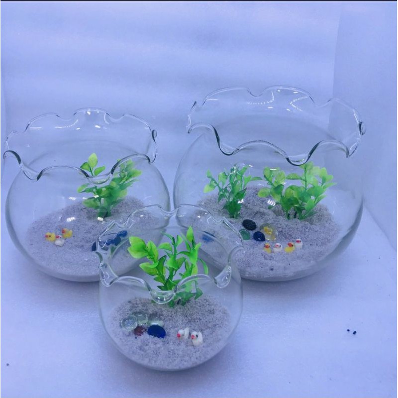 hồ cá - bể cá mini, bể cá tai bèo, hồ cá tai bèo, hồ tròn, chậu cá mini