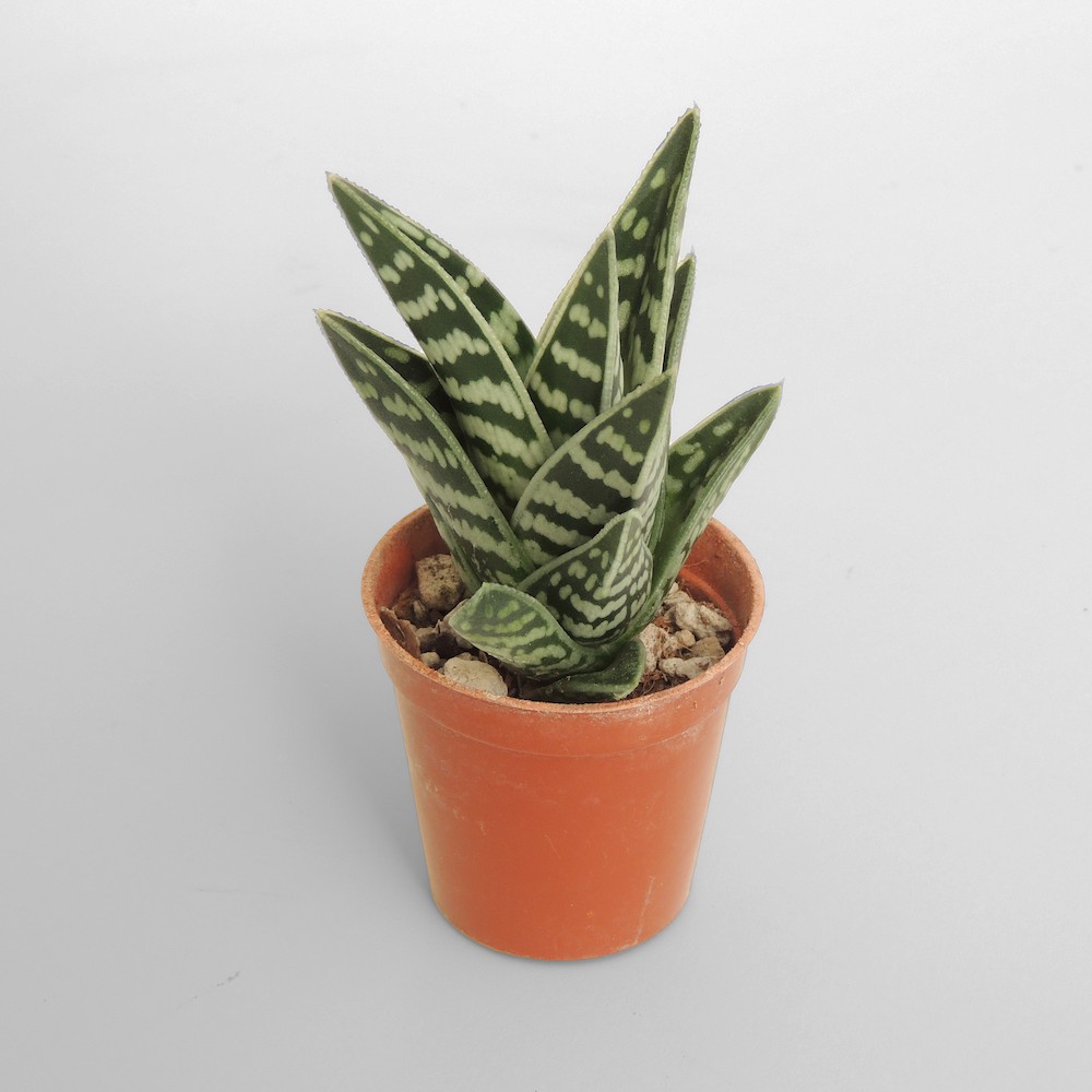 Lưỡi hổ vằn - Aloe variegata giống mới - Cây để bàn - Cây Phong Thủy