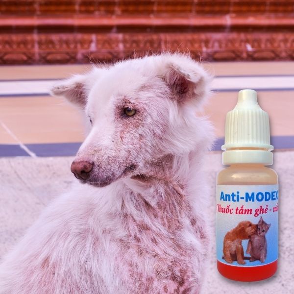 Thuốc tắm nấm, ghẻ, viêm da chó mèo Anti-MODEX chai 10ml