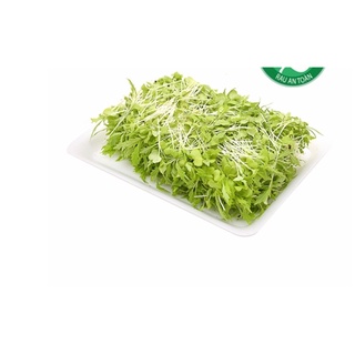 Hạt Giống rau Mầm cải ngọt đuôi phụng - Hàng công ty, nảy mầm tốt- Tặng gói bón lá