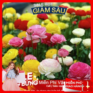 Hạt Giống Hoa Hồng Ribatu - 5 hạt / Gói ( Hàng Loại 1 )