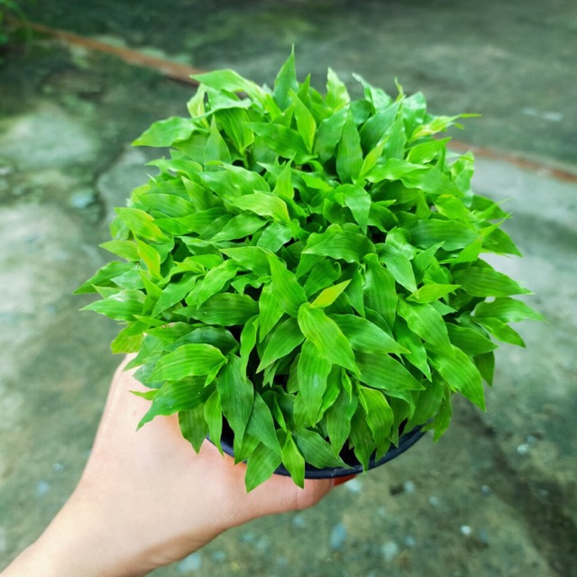 CỎ TRÚC MÂY