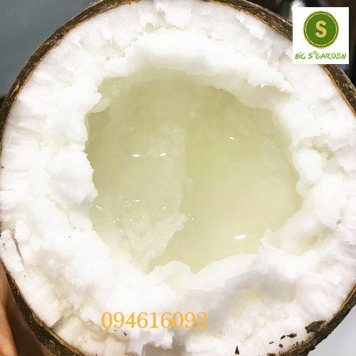 Dừa Sáp Loại Ngon, Đặc sản Trà Vinh, Bao hàng, sỉ lẻ toàn quốc | BigBuy360 - bigbuy360.vn