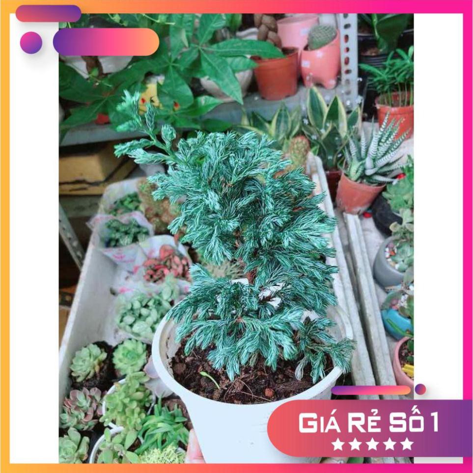 Cây Tùng Tuyết Ưa Thích