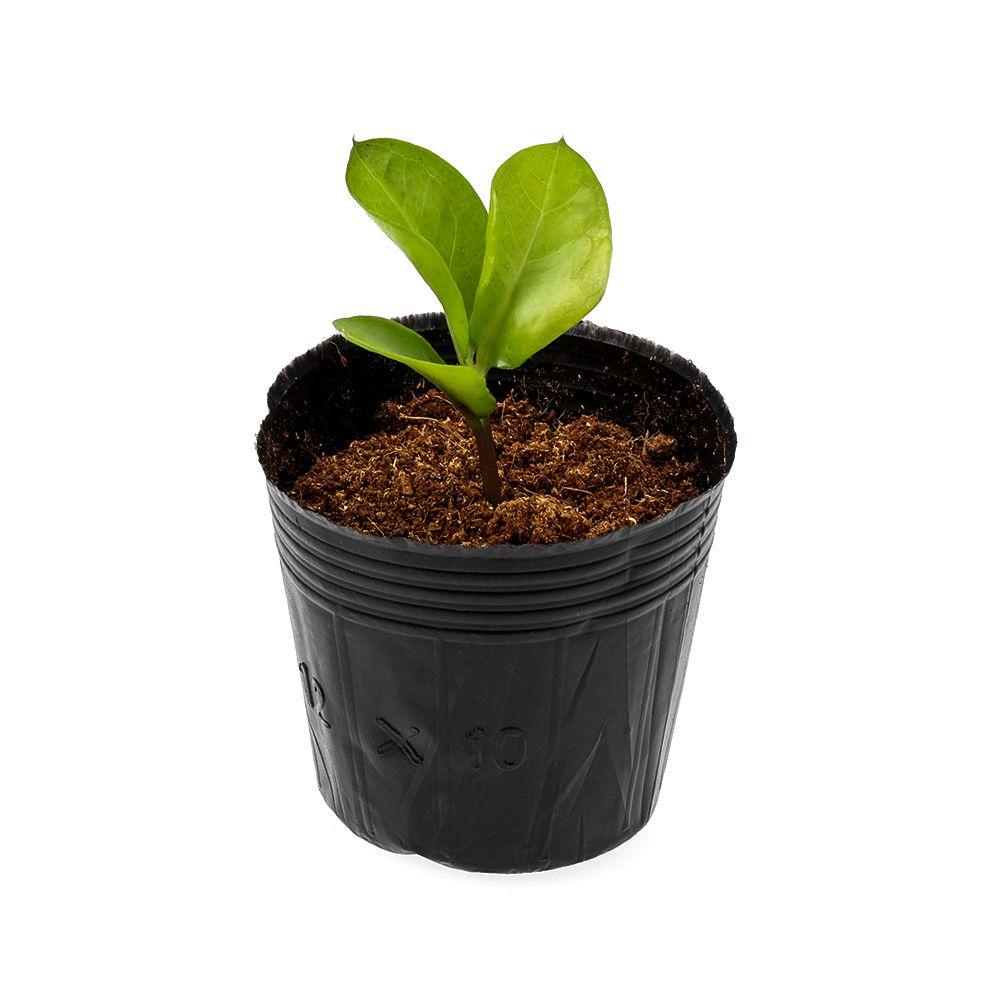 DORAW 50pcs Seedling-raising Bag Garden Supply Seedlings Lift Bags Potted Plant Grow Flowers Pouch