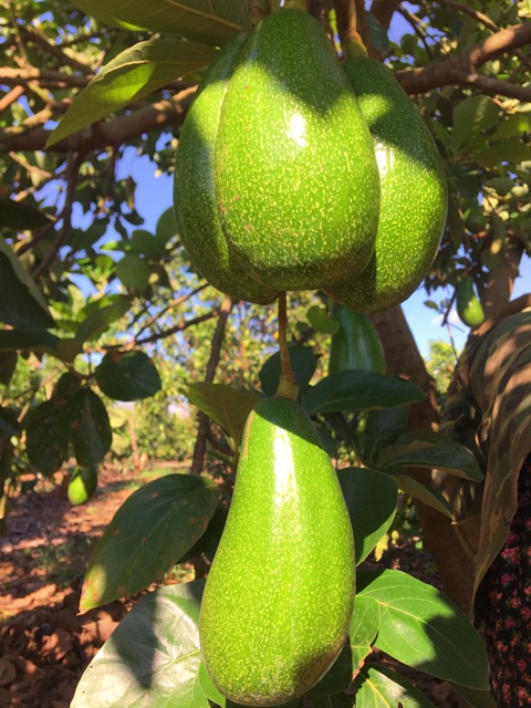 Bơ Trịnh Mười quả đẹp mịn màng