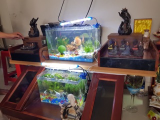 Tượng chú tiểu bên sen