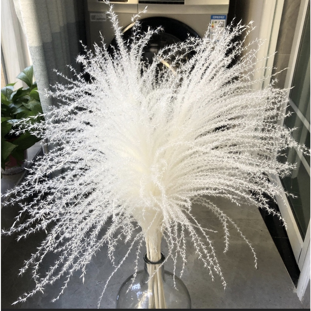 Bó Cành lau tóc tiên khô decor siêu xinh