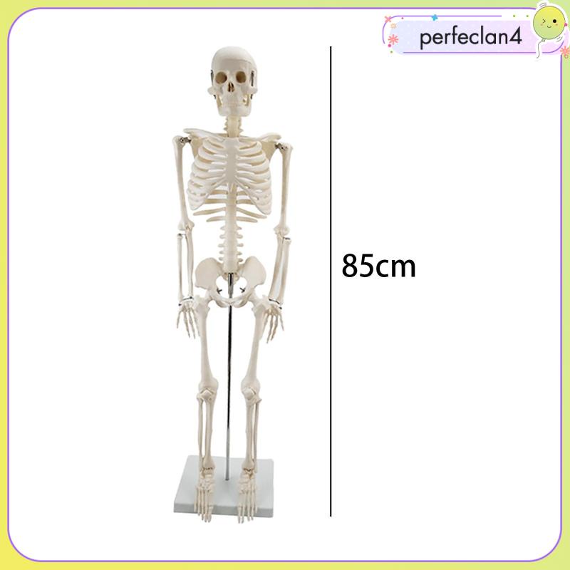 Mô Hình Xương Người Perfeclan4 Dùng Giảng Dạy Y Tế