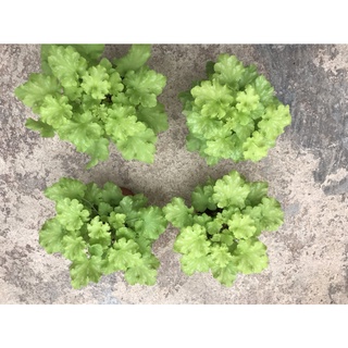 Cây hoa chuông san hô ( Heuchera)
