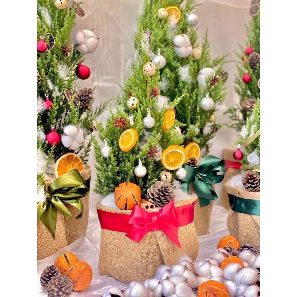 Cây Sơn Tùng cao trên 35cm 55cm để bàn hay còn gọi là cây thông thật tươi Noel giáng sinh chưa trang trí