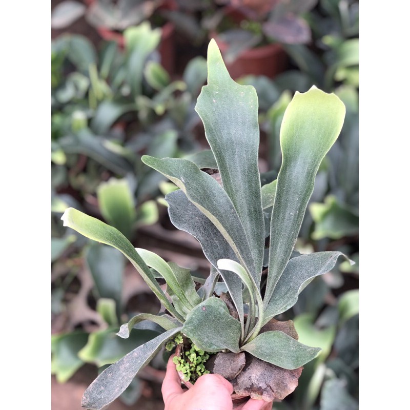 Cây ổ rồng platycerium ferns trang trí nhà cửa