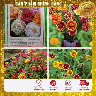 Hạt giống hoa cúc Zinnia cầu vồng F1( 50 hạt)