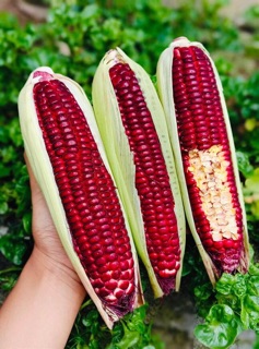 Hạt giống bắp nữ hoàng đỏ