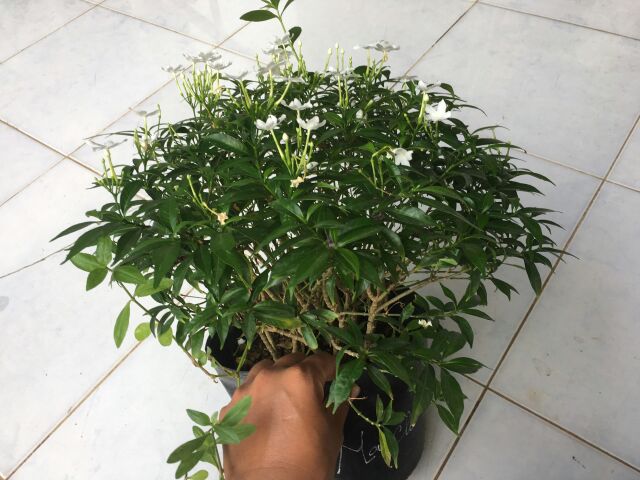 Chậu hoa mai vạn phúc