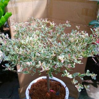 Cây Bàng Ruby Nhật