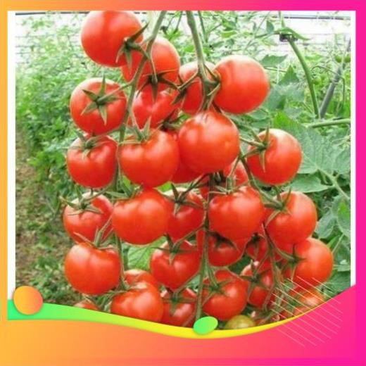 Gói 0.1g cà chua Cherry - cà chua bi F1 UY TÍN, GIÁ RẺ, CHẤT LƯỢNG BÀ CON AN TÂM ƯƠM MẦM