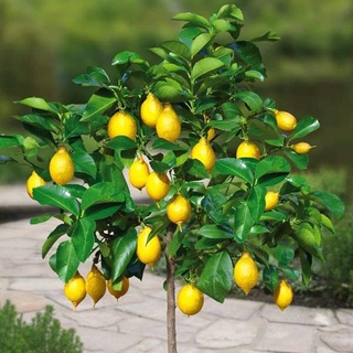 Cây Chanh Vàng Mỹ Giống Chuẩn