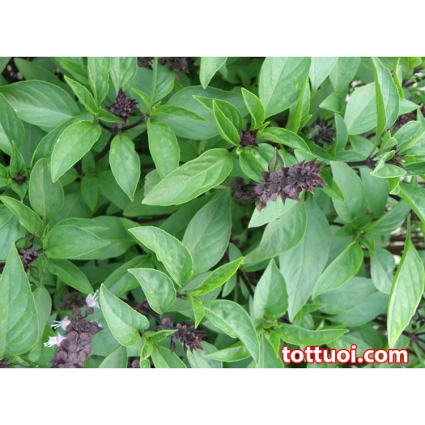 Giống Rau Quế thơm - HẠT GIỐNG RAU THƠM