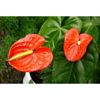 10 Cây giống hồng môn đỏ