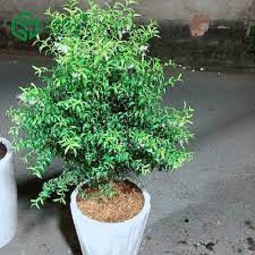 CHẬU CÂY MAI CHIẾU THỦY BIỂU TRƯNG CHO SỰ BỀN VỮNG VÀ ỔN ĐỊNH CỦA GIA CHỦ