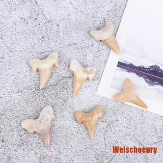 Răng Cá Mập Giảng Dạy Khoa Học Megalodon