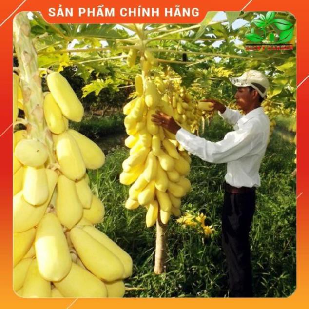 Hạt giống đu đủ vàng lùn gói 5H