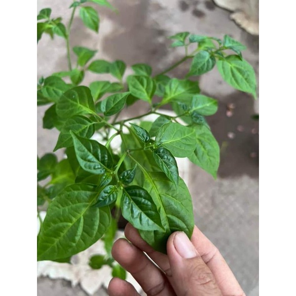 Chậu cây Ớt Peru siêu cay_cực cay nhé , quả tròn nhỏ tí hon sai trái, làm cây cảnh trưng đẹp