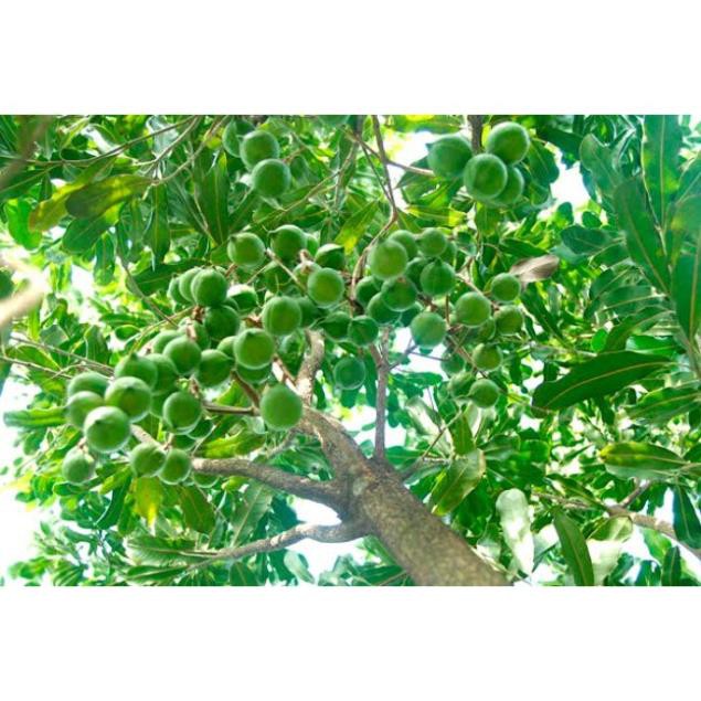 Sản phẩm cây giống MẮC CA - siêu sai quả, giá trị kinh tế cao - Hàng cây giống chuẩn F1
