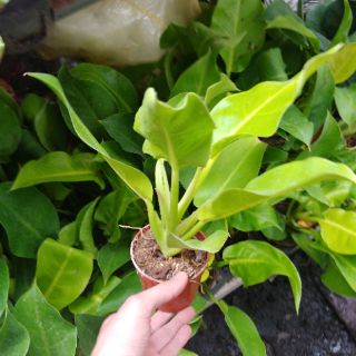 TRẦU BÀ ĐẾ VƯƠNG ( CÂY ĐẠI ĐẾ VƯƠNG)
