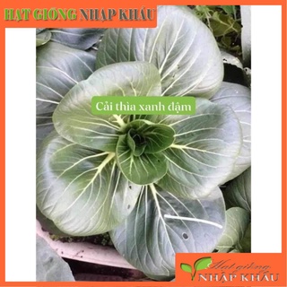 Hạt giống cải thìa xanh đậm (Nội địa Trung)