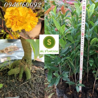 Combo 20 cây mai vàng quấn rễ