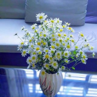 Hạt giống hoa cúc họa mi Thái Lan