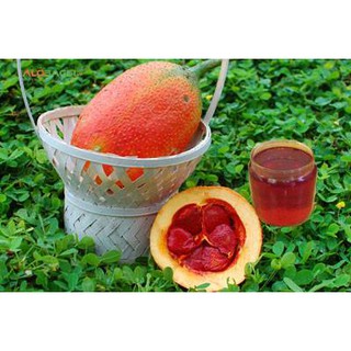 [Handmade][Làm Đẹp] 100ml Dầu gấc nguyên chất 100%
