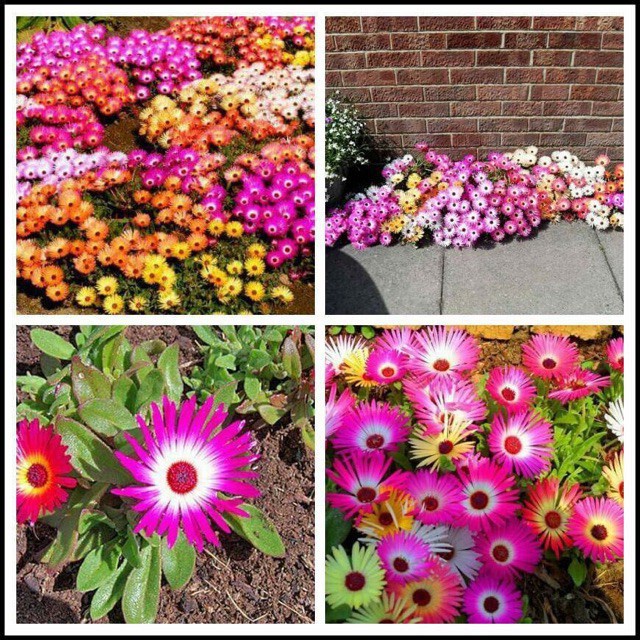 ( HOT ) Hạt giống hoa cúc cầu vồng, cúc 10 giờ nam phi 30 hạt