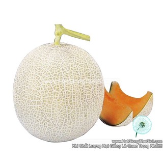 250HẠT Hạt Giống Dưa Lưới Nhật Ruột ĐỎ F1 TG51 (| A2*X56)