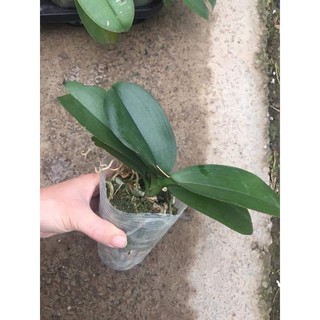 Hồ Điệp Mini cắt cành