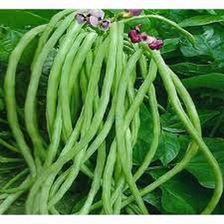 Hạt giống đậu đũa năng suất trồng quanh năm