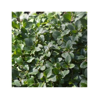 Hạt giống oregano Ý