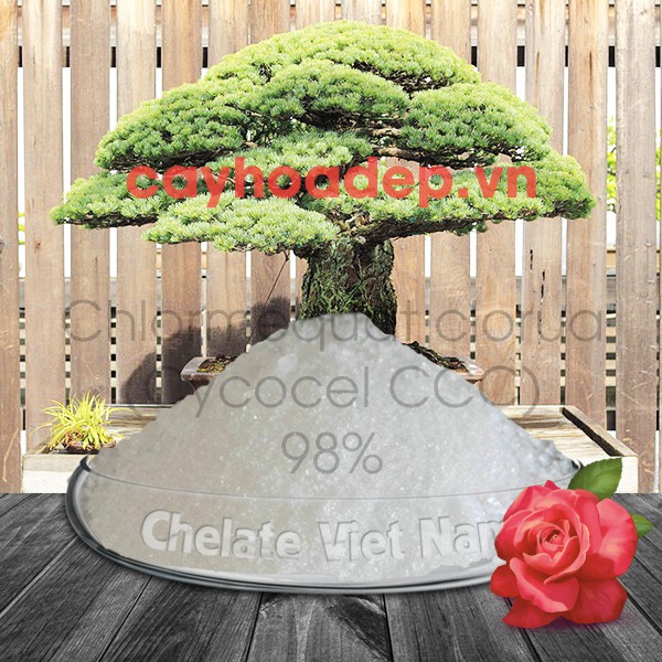 Chlormequat clorua, Cycocel CCC 98%  gói 100g