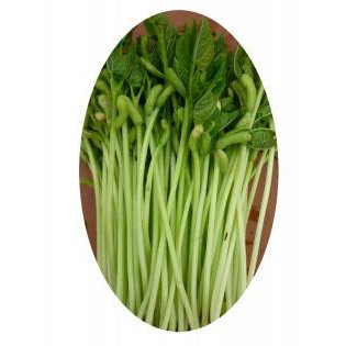 HẠT GIỐNG RAU MẦM ĐẬU COVE 30gr