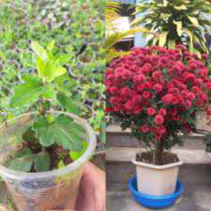 cây giống cúc cổ Sơn La giống chuẩn