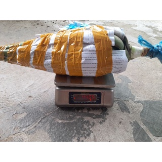 cây nha đam mỹ 1.5 năm tuổi