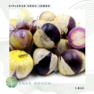 Hạt giống thù lù Tomatillo tím 20h
