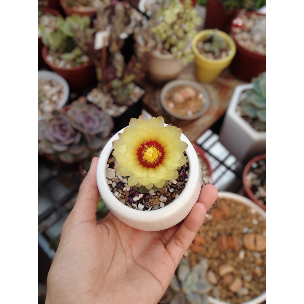Xương rồng aster với 3 size nhỏ trung lớn | Hoa ra theo mùa
