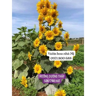 HƯỚNG DƯƠNG THÁP   50K/ 250hạt - Vườn hoa nhà Mị